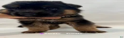 German Shepherd dogs for sale: purple - Ad 5