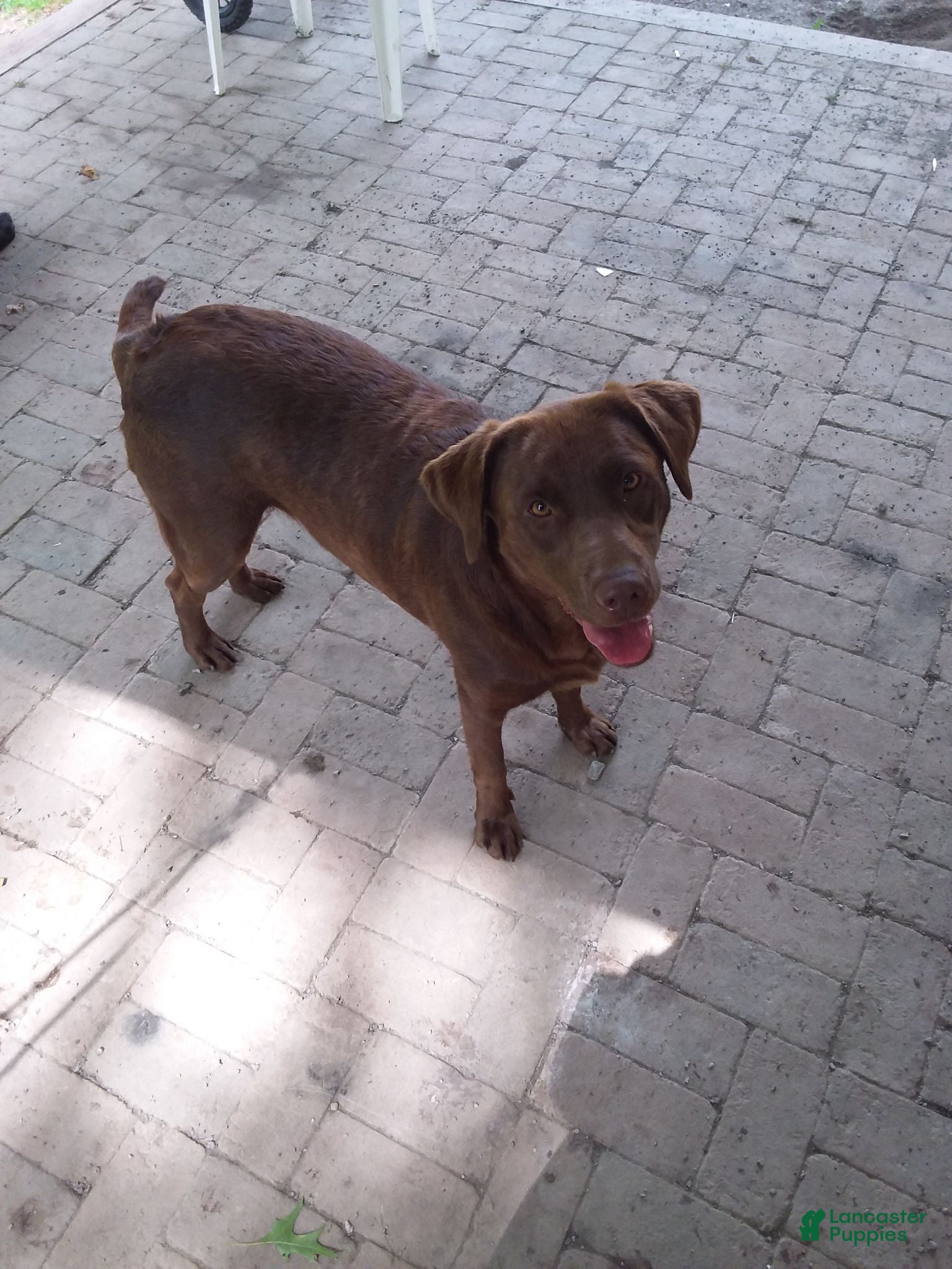 Labrador Retriever dogs Labrador Retriever 1 - Ad 1