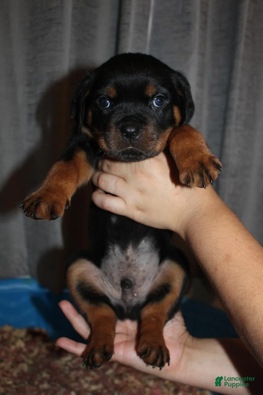 Rottweiler dogs for sale: Mr. Orange  - Ad 1