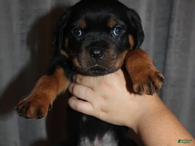 Rottweiler dogs for sale: Mr. Orange - Ad 1