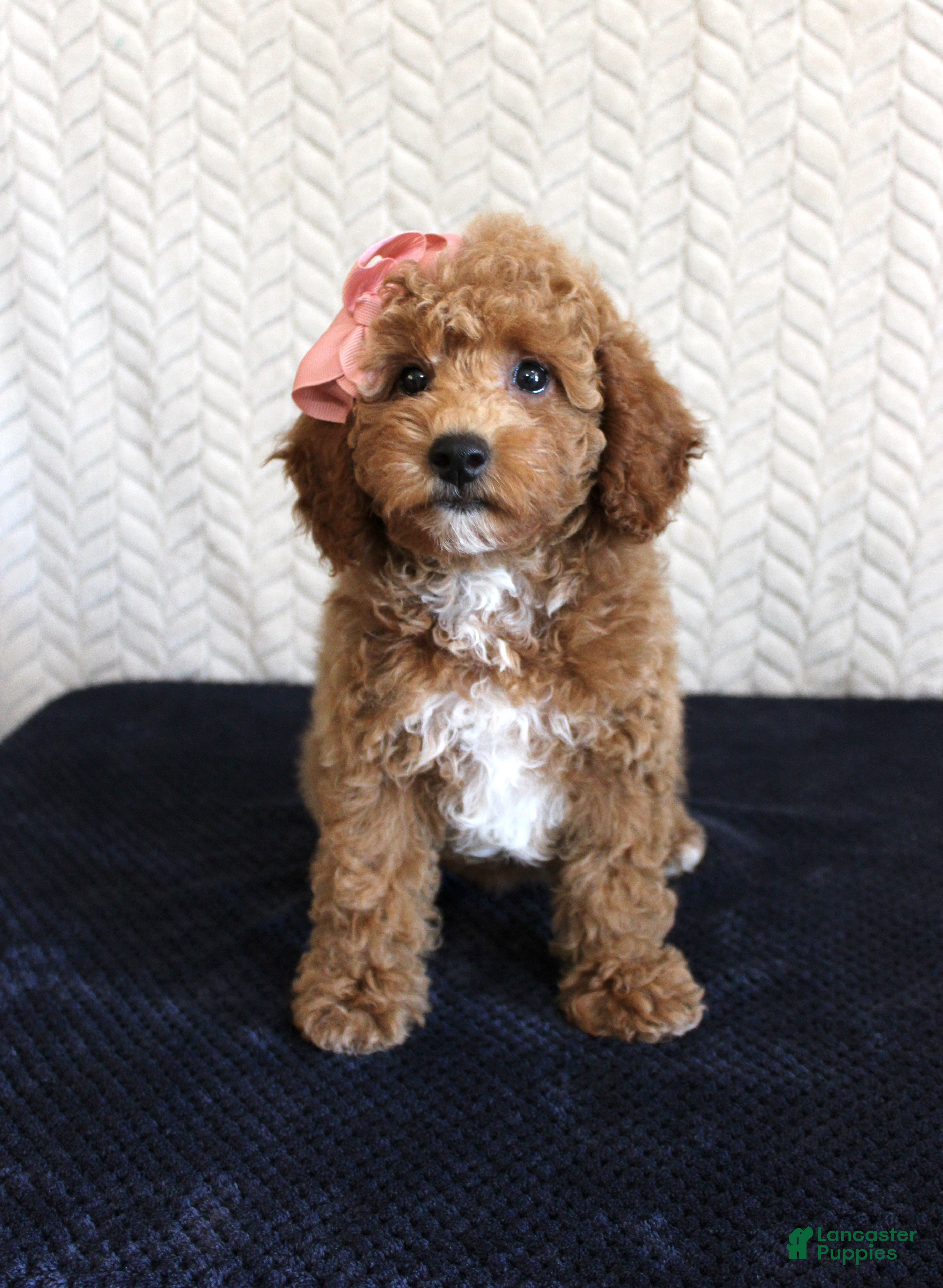 Mixed Breed dogs for sale: Bonnie - Ad 1