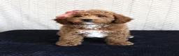 Mixed Breed dogs for sale: Bonnie - Ad 1