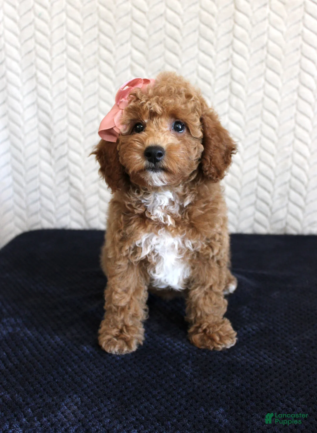 Mixed Breed dogs for sale: Bonnie - Ad 1
