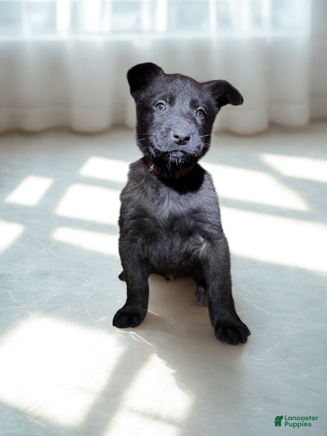 Mixed Breed dogs for sale: Orange collar - Male Brindle  - Ad 1