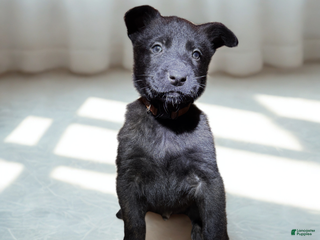 Mixed Breed dogs Orange collar - Male Brindle - Ad 41