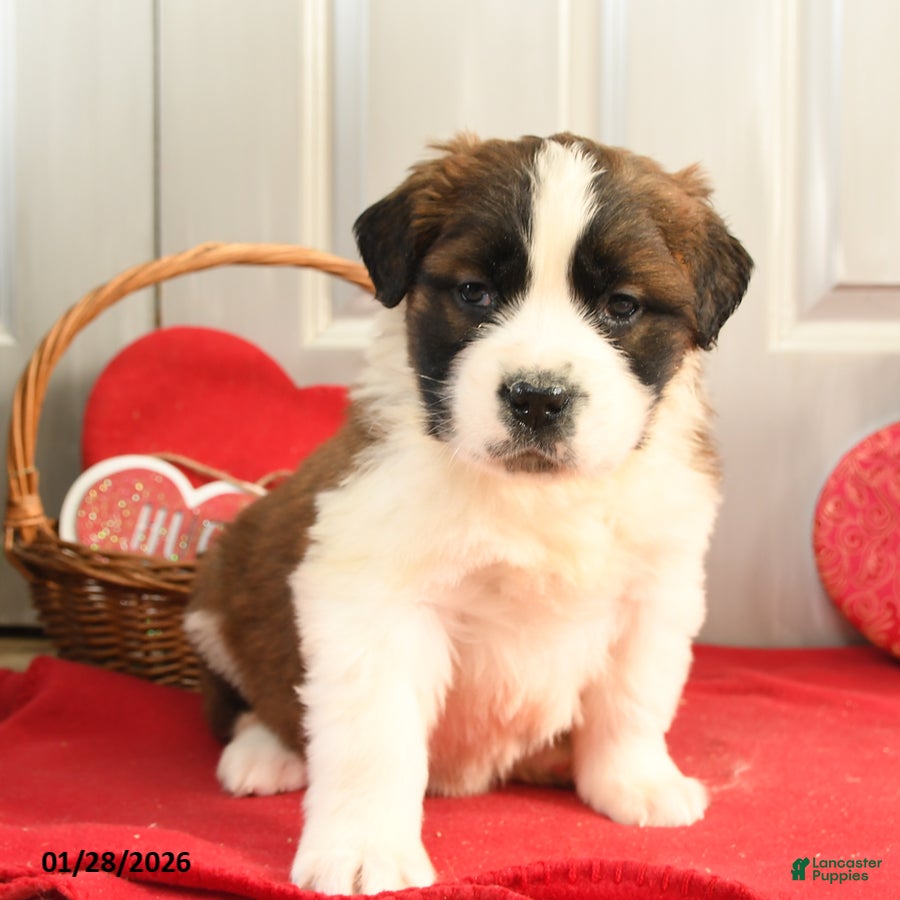 Saint Bernard dogs Hilda - Ad 2