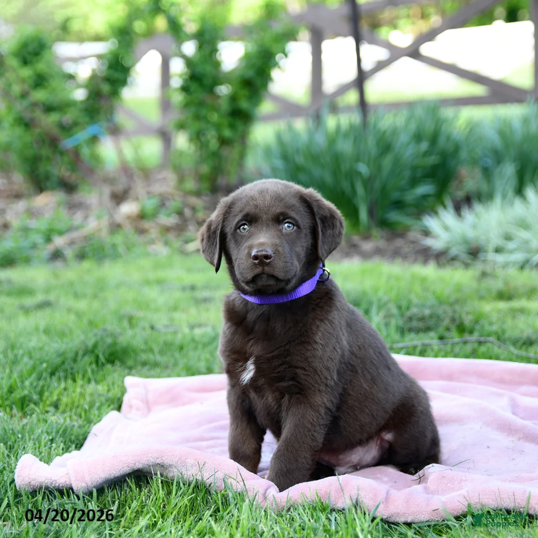 Labrador Retriever dogs for sale: Edge - Ad 1