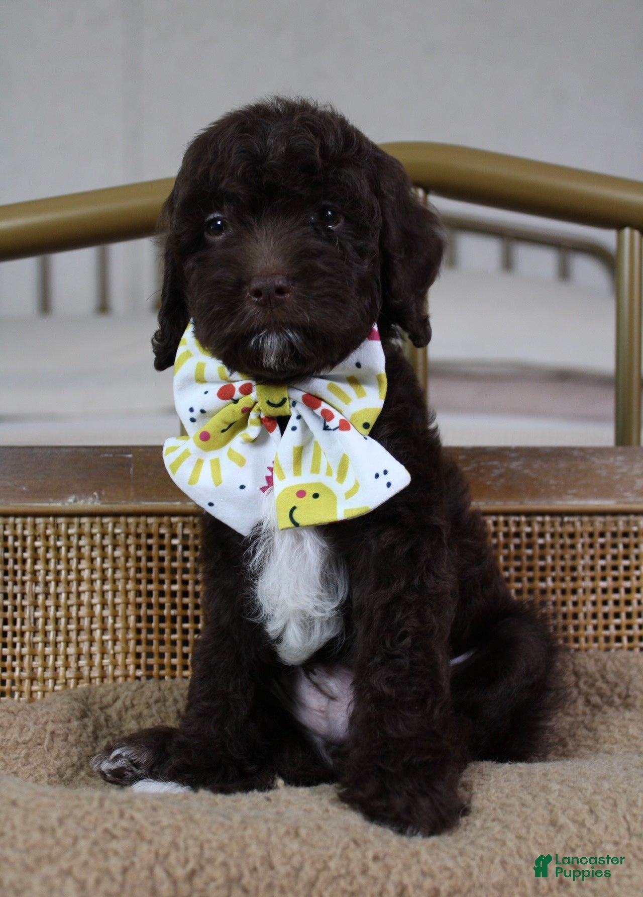 Mini Goldendoodle dogs Cosmic - Ad 1