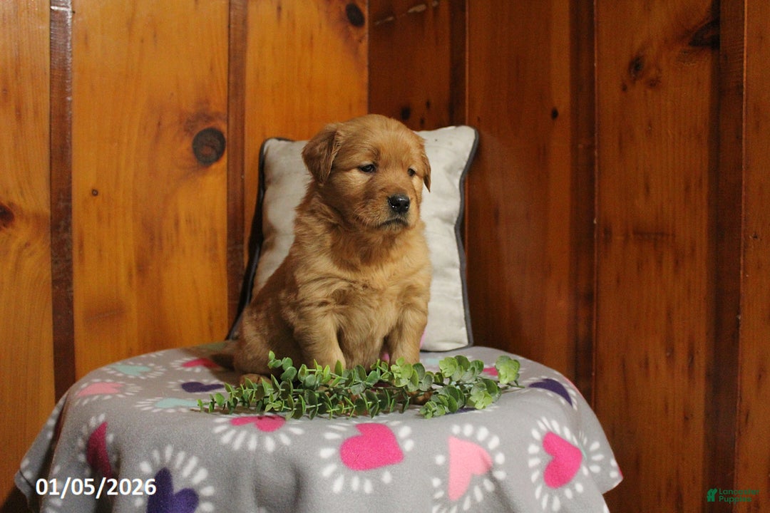 Golden Retriever dogs for sale: Ember - Ad 3