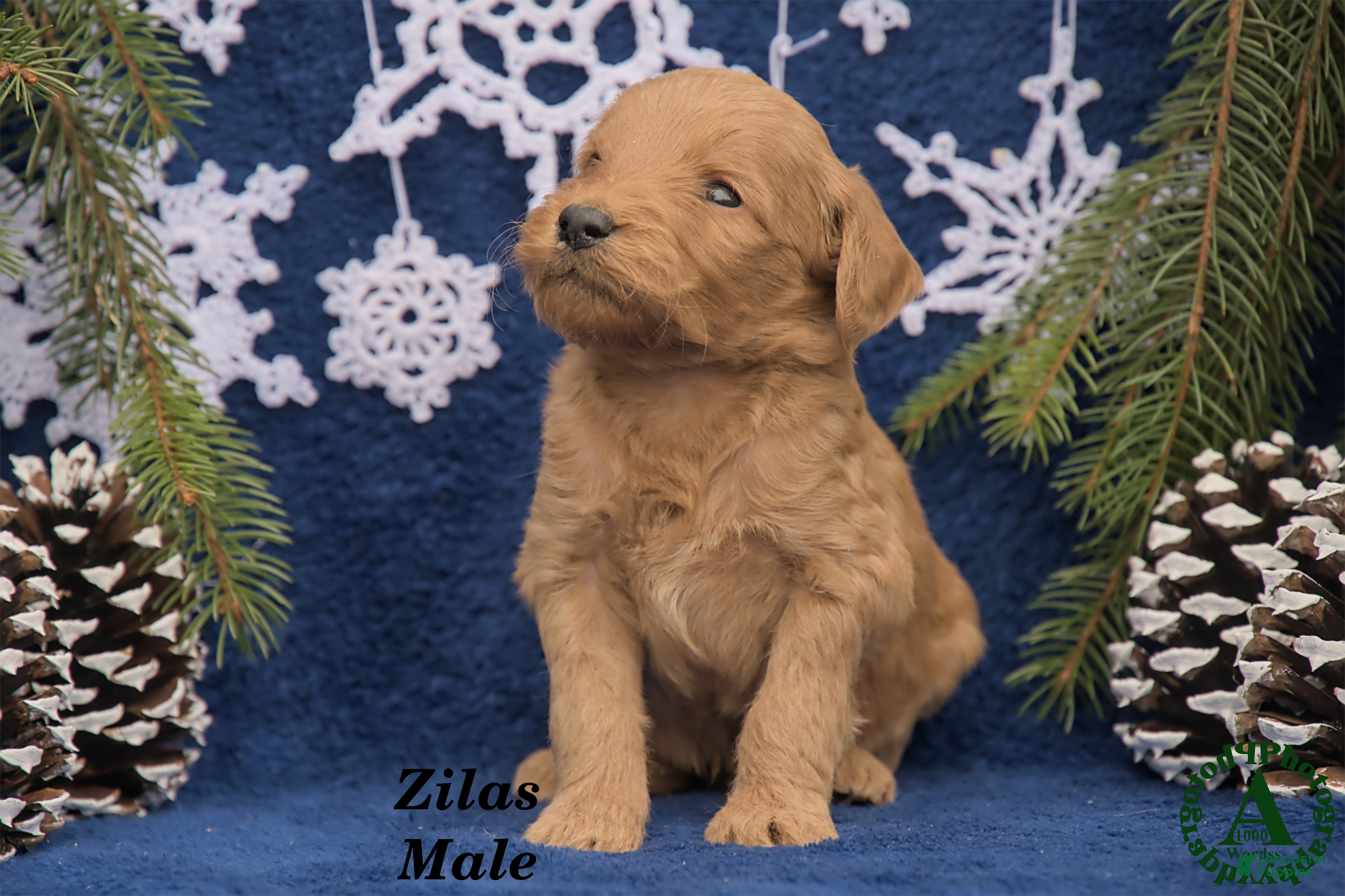 Mini Goldendoodle dogs Zilas - Ad 2