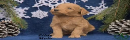 Mini Goldendoodle dogs for sale: Zilas - Ad 2