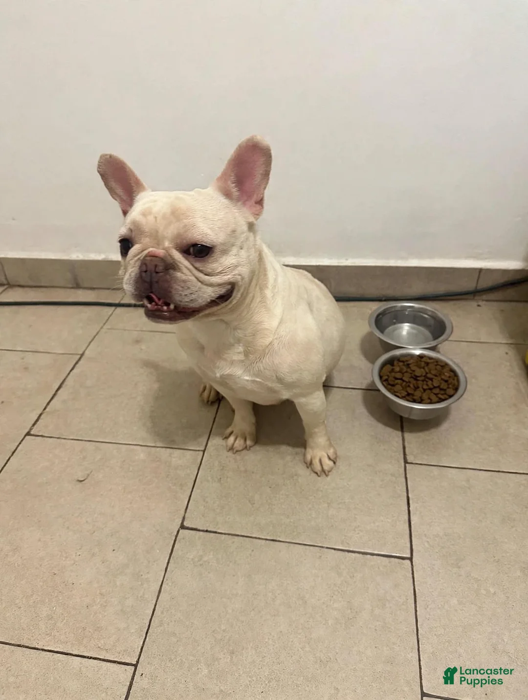 French Bulldog dogs for sale: Nyla 💖 - Ad 2