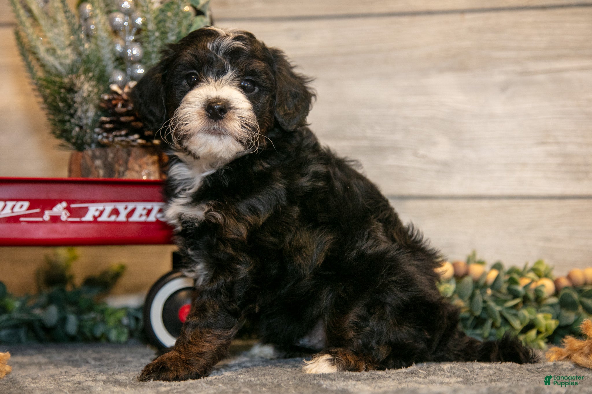 Mini Goldendoodle dogs Theo - Ad 2