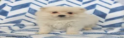 Pomeranian dogs for sale: Bingo - Ad 4
