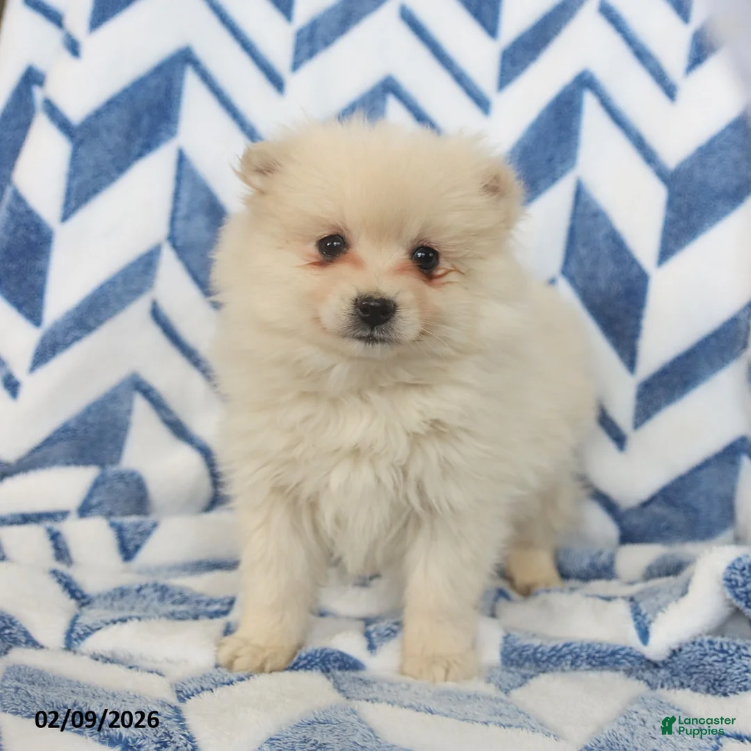 Pomeranian dogs for sale: Bingo - Ad 4