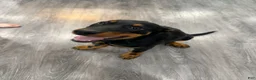 Beauceron dogs for sale: Pink Girl - Ad 4