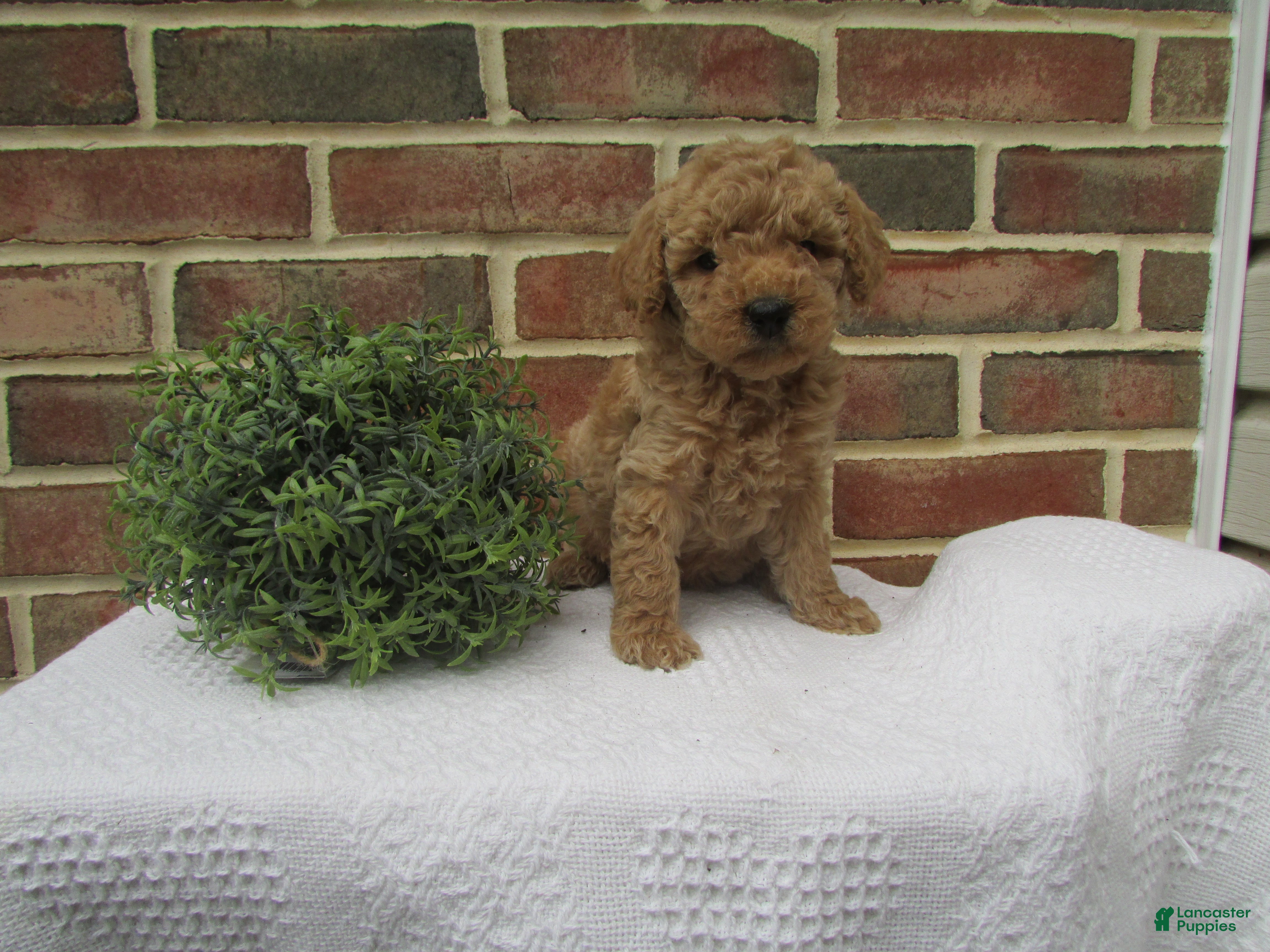 Mini Goldendoodle dogs Chloe - Ad 1
