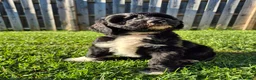 Mini Sheepadoodle dogs for sale: Rover - Ad 7
