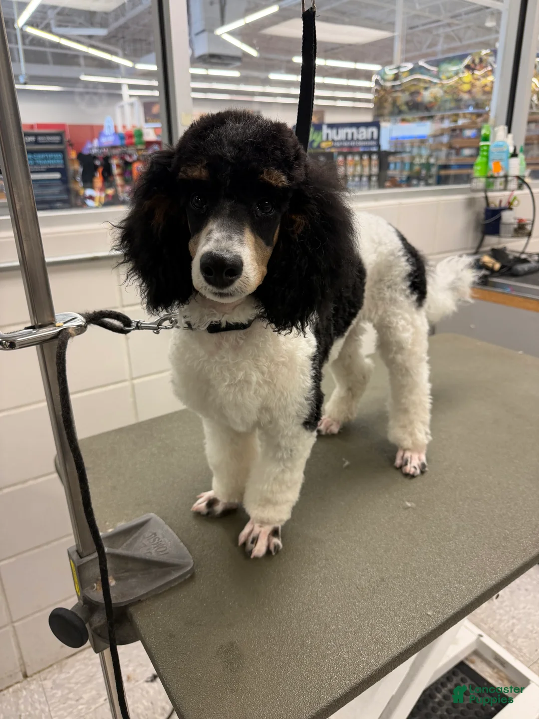 Miniature Poodle dogs for sale: Ivy - Ad 2