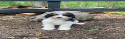 Bernedoodle dogs for sale: Holden - Ad 7