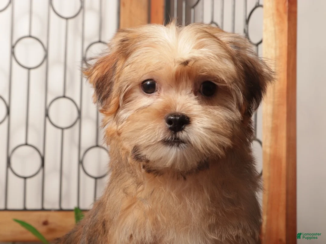 Shorkie dogs for sale: Mona Cute Shorkie  - Ad 2