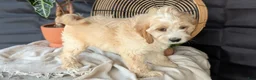 Cavapoo dogs for sale: Macy - Ad 2