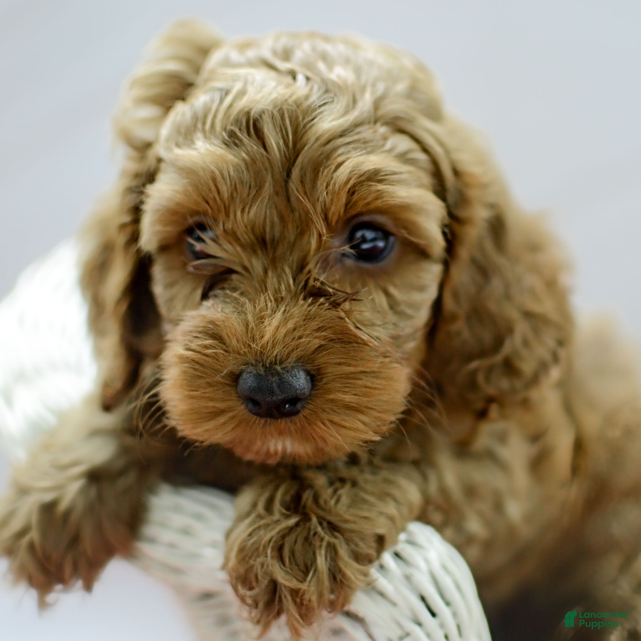 Cockapoo dogs Kane - Ad 41