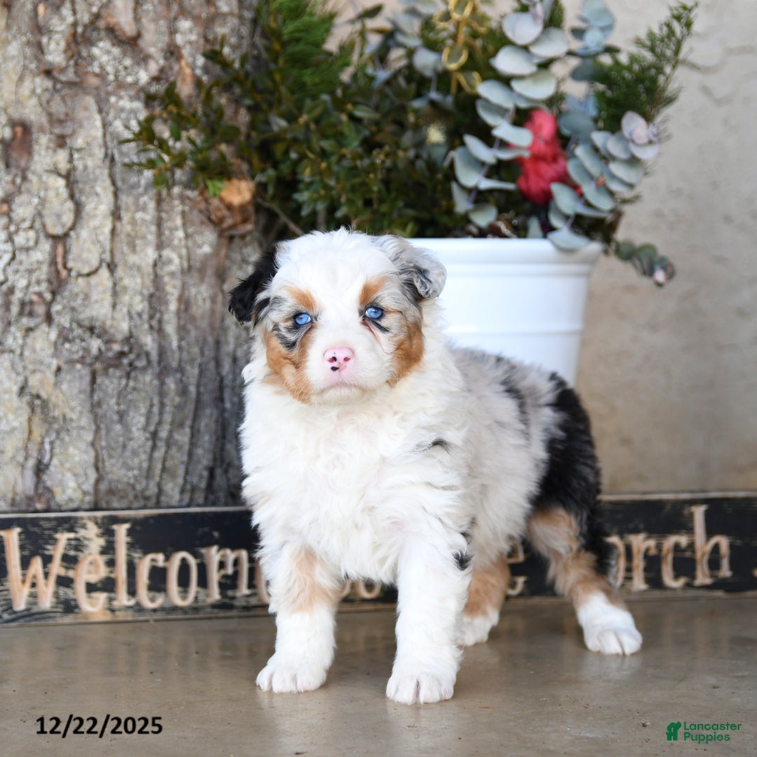 Australian Shepherd dogs for sale: Pippa - Ad 2