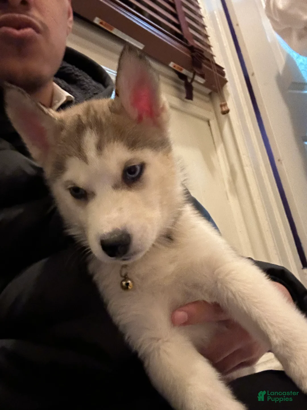 Siberian Husky dogs for sale: Siberian Husky Puppy 1 - Ad 1