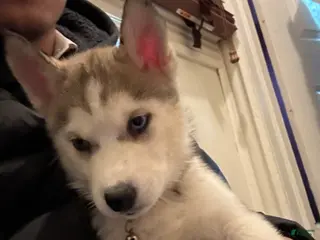 Siberian Husky dogs Siberian Husky Puppy 1 - Ad 27