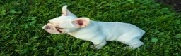 French Bulldog dogs for sale: Snoopy 🐶 - Ad 20