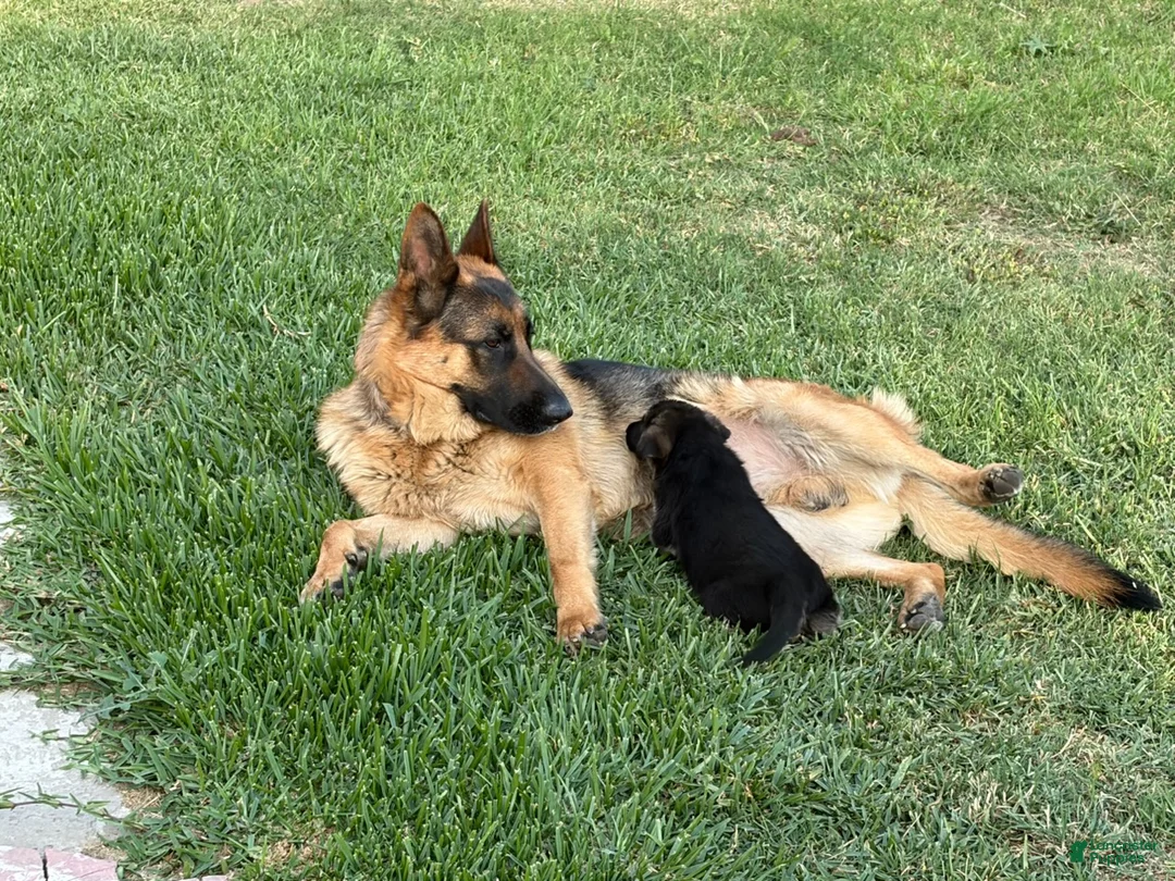 German Shepherd dogs for sale: Noname - Ad 1
