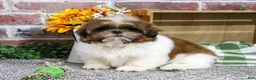 Shih Tzu dogs for sale: Larkspur - Ad 3