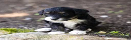 Bernedoodle dogs for sale: Beau Bernedoodle Puppy  - Ad 3