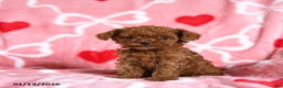 Toy Poodle dogs for sale: Tinker - Ad 4