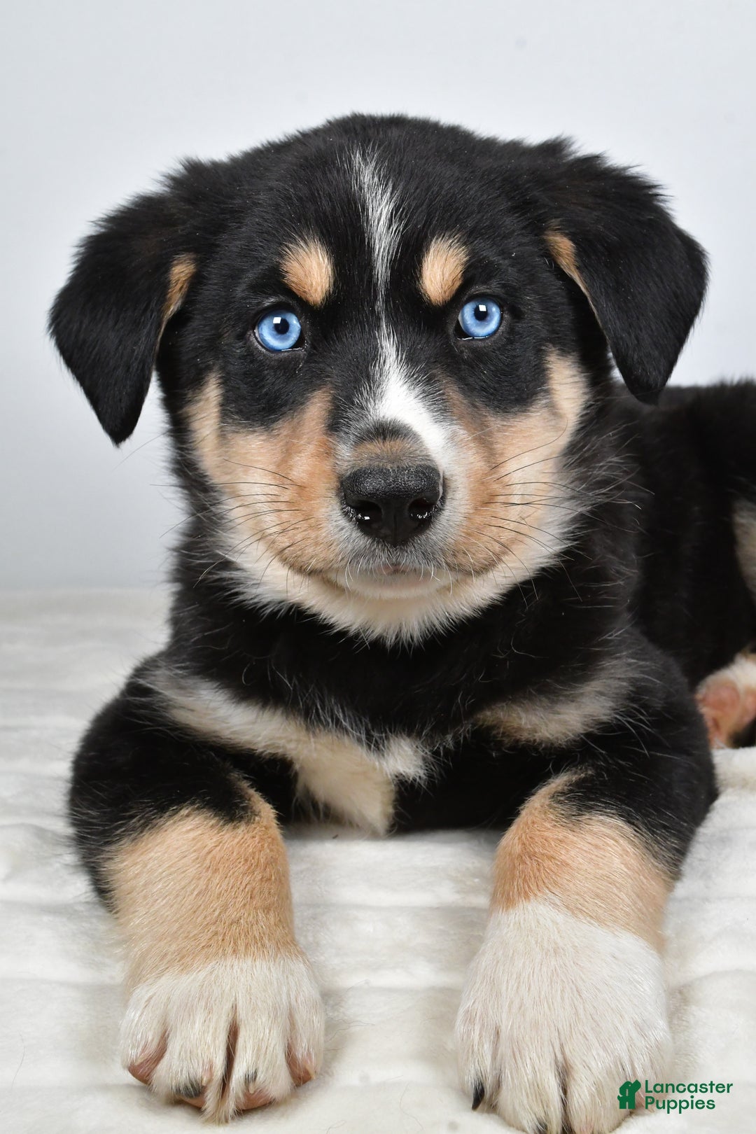 Mixed Breed dogs for sale: Diesel - Ad 11