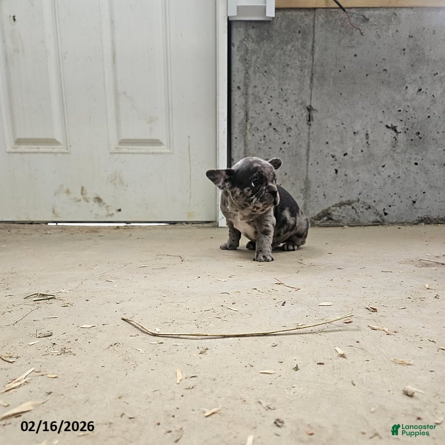 Frenchton dogs Biscuit - Ad 2