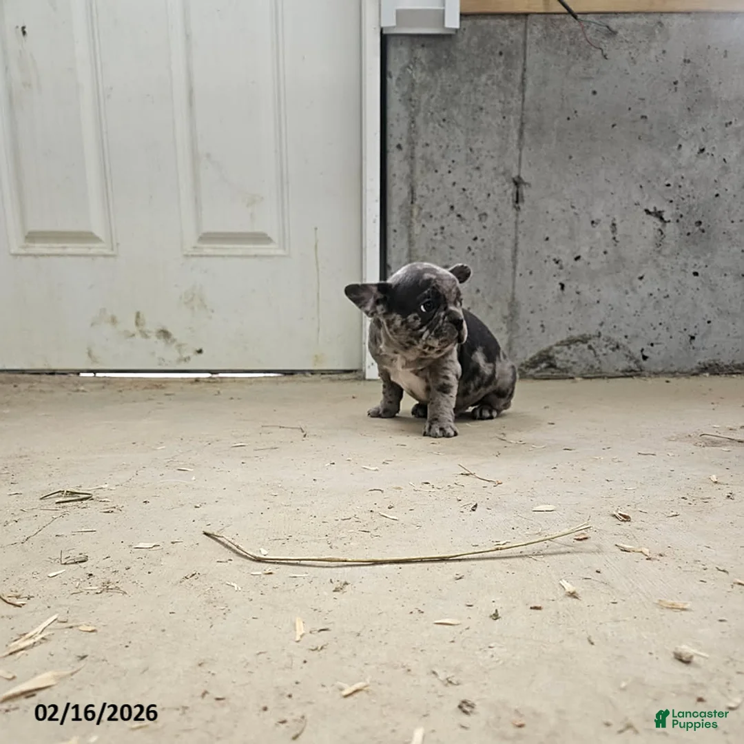 Frenchton dogs for sale: Biscuit - Ad 2