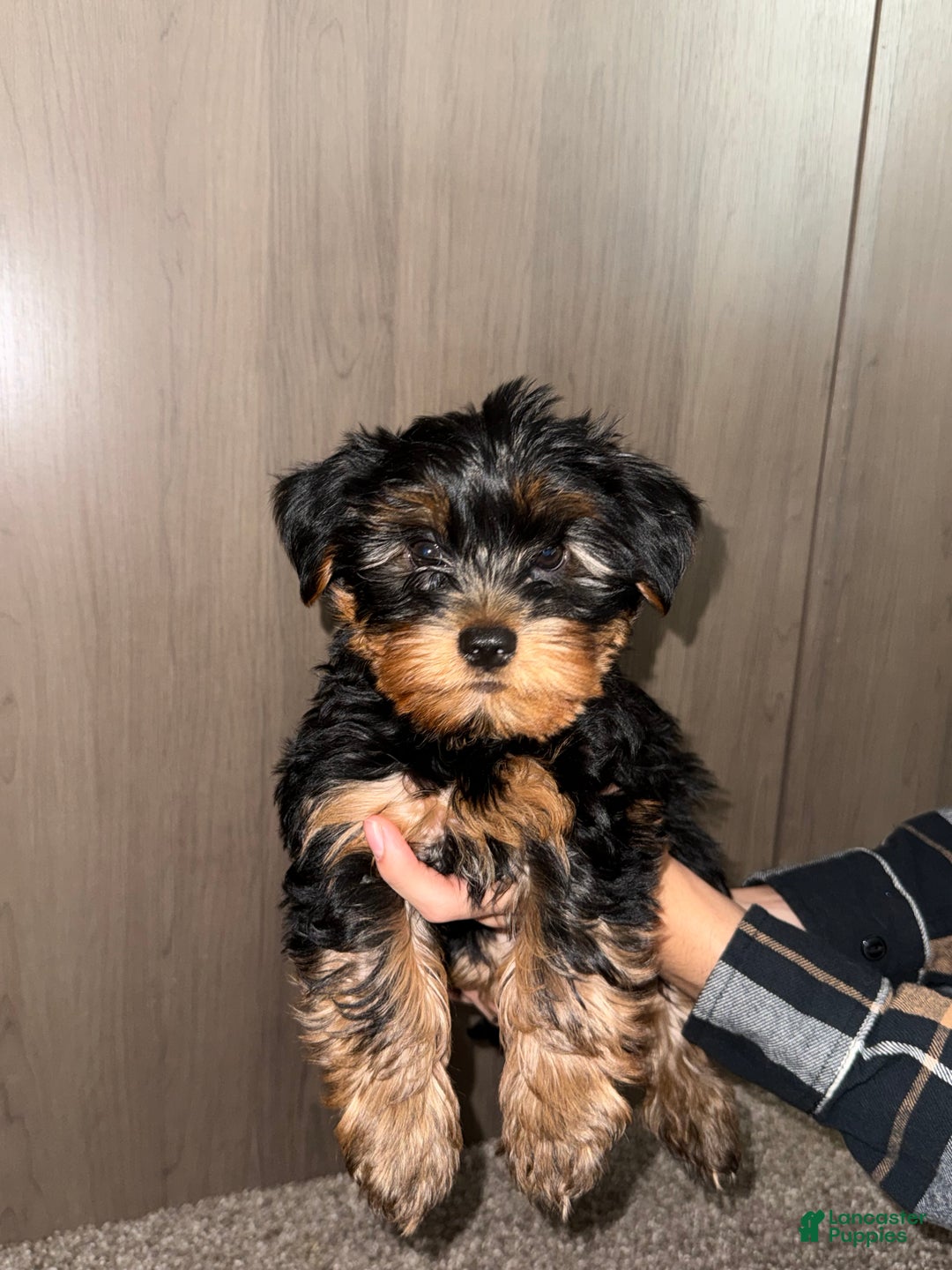 Yorkshire Terrier dogs for sale: Yorkshire Terrier Puppy 2 - Ad 2