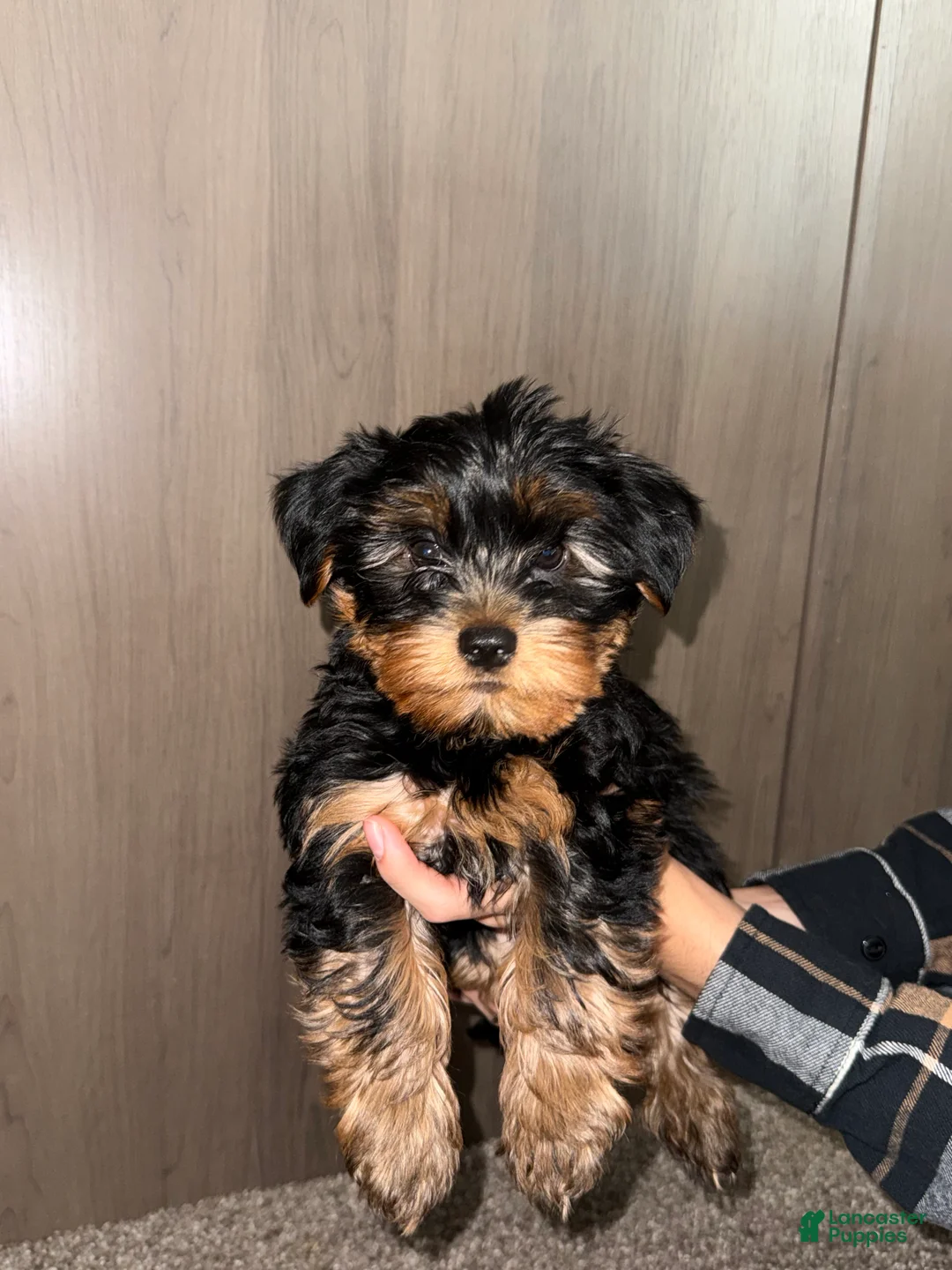 Yorkshire Terrier dogs for sale: Yorkshire Terrier Puppy 2 - Ad 2