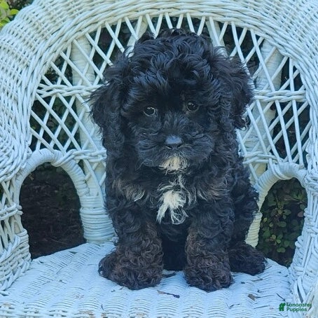 Cavapoo dogs Kyle - Ad 2