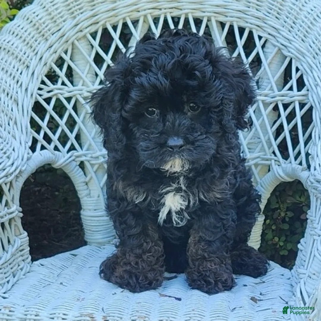 Cavapoo dogs for sale: Kyle - Ad 2