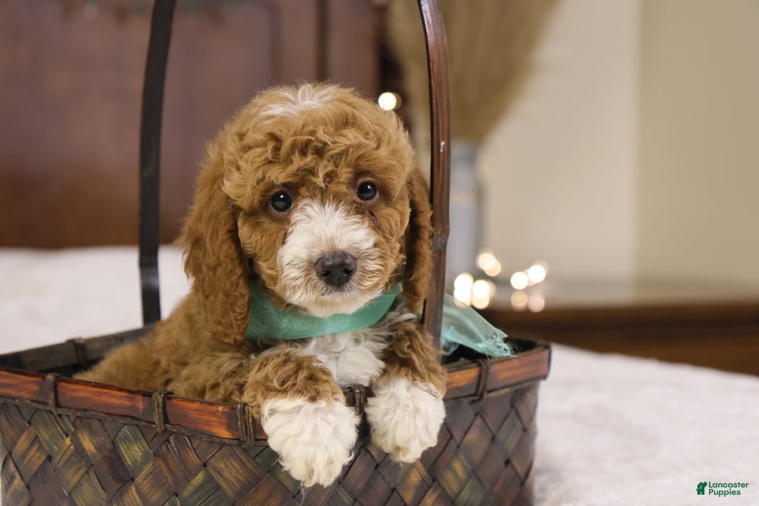 Goldendoodle dogs for sale: Ralphie - Ad 1