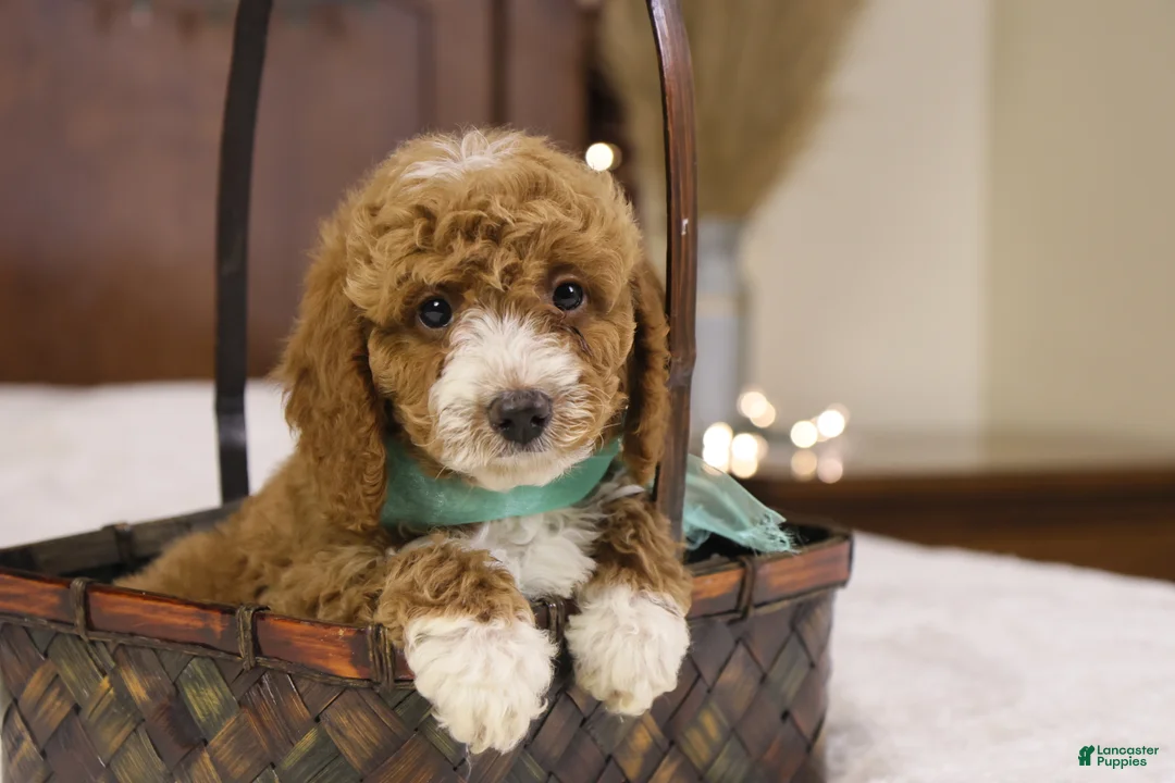 Goldendoodle dogs for sale: Ralphie - Ad 1