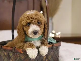 Goldendoodle dogs Ralphie - Ad 32