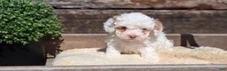 Cockapoo dogs for sale: Luna - Ad 5
