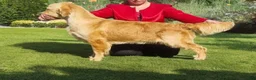 Golden Retriever dogs for sale: Galadriel, Champion Sired - Ad 2