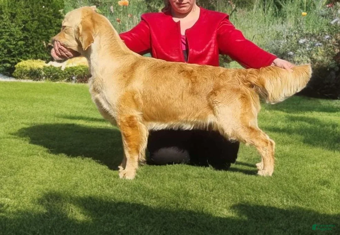 Golden Retriever dogs for sale: Galadriel, Champion Sired - Ad 2