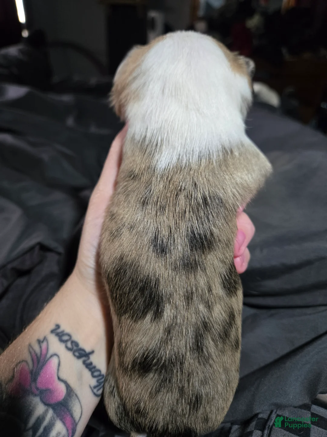 Chihuahua dogs for sale: Chihuahua 3 - Ad 2
