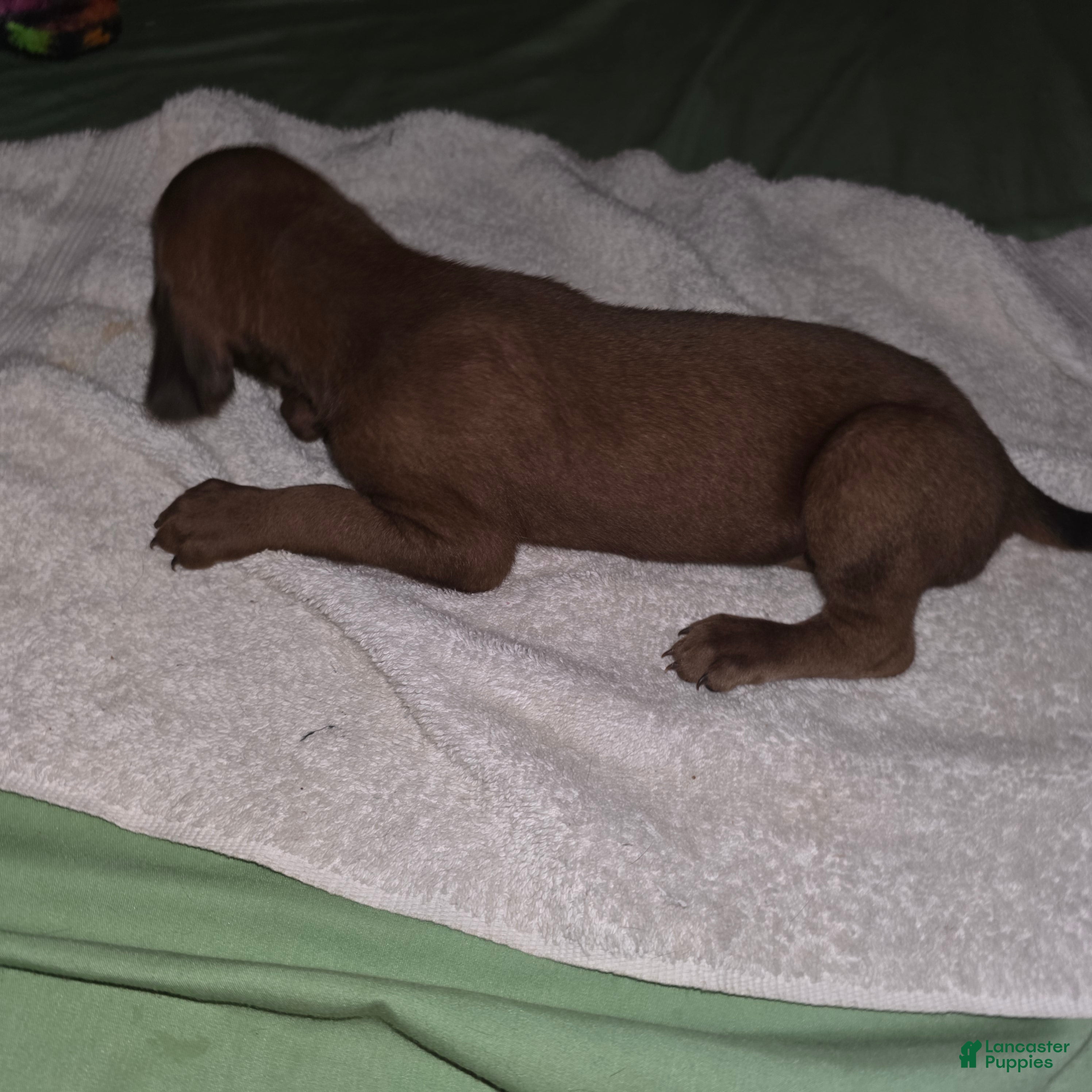 Redbone Coonhound dogs Redbone Coonhound 8 - Ad 7